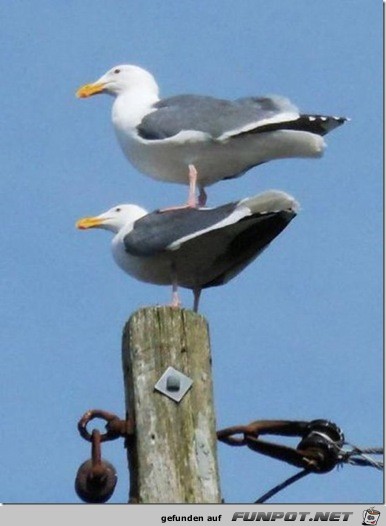 zwei Möwen zwei Möwen