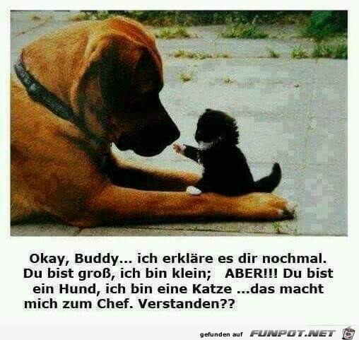 okay Buddy okay Buddy