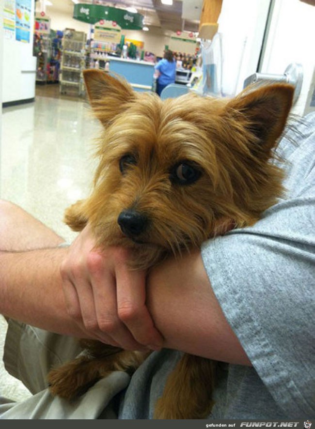 5 funny-scared-animals-vet-hugs 5 funny-scared-animals-vet-hugs