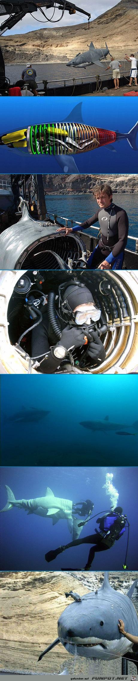 Shark Shark