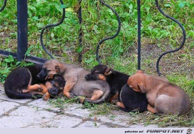 wirklich herzige Hundebabys!