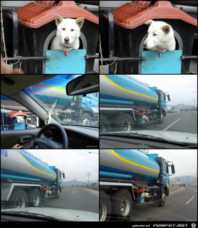 Transport von Tieren