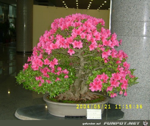 Blhende Bonsai-Bume...