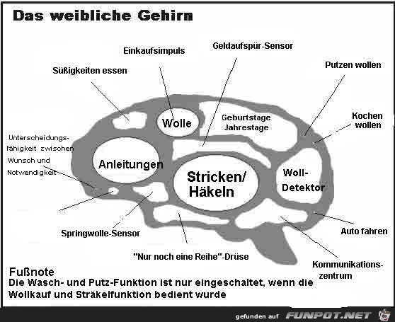 weibliches Gehirn weibliches Gehirn