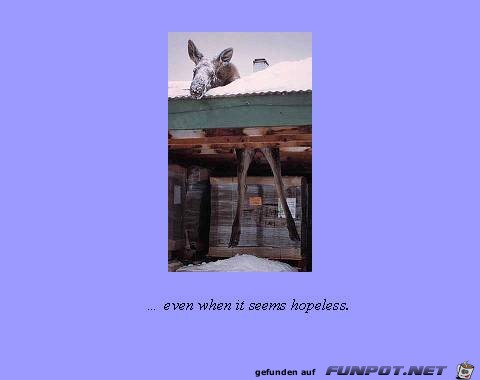 Even when it seems hopeless Even when it seems hopeless