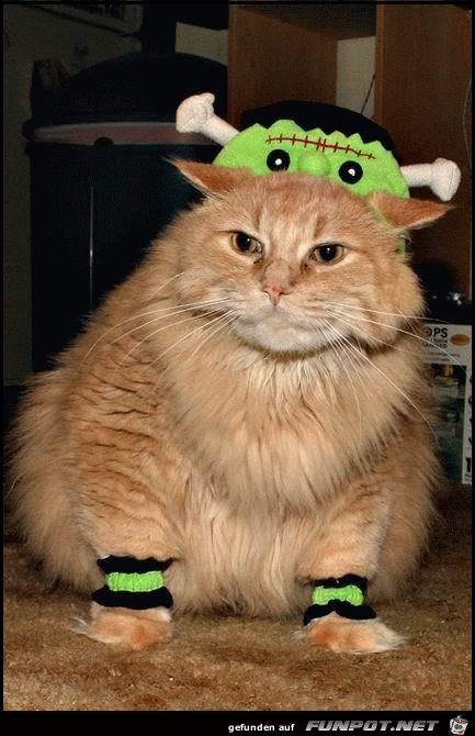 Partytiger Partytiger