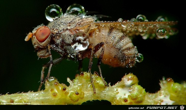 Insekten mit Tautropfen 6