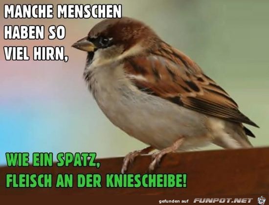 Spatzenhirn