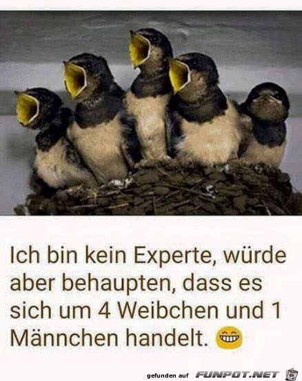 Kein Experte