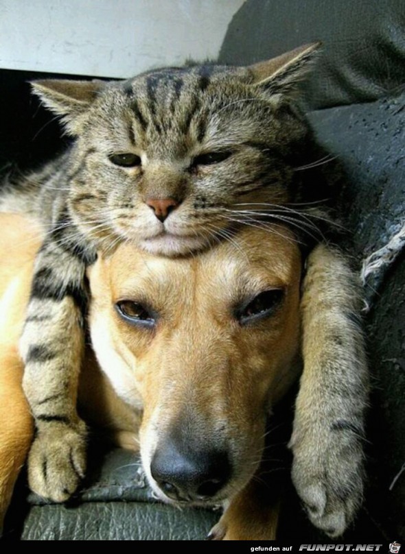 Hunde und Katzen - Tolle Freundschaft!