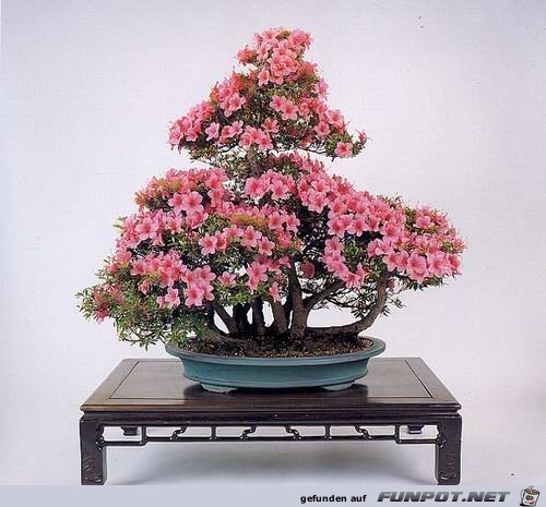 Blhende Bonsai-Bume...