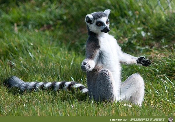 Die besten tierischen Yoga-Lehrer und ihre Stellungen!