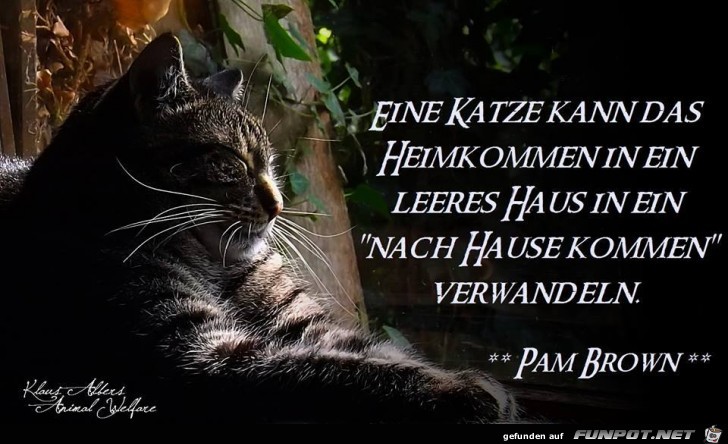 Eine Katze