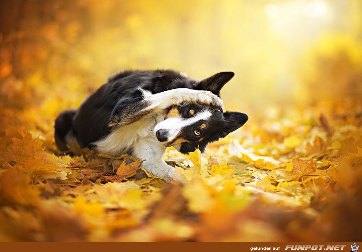 Goldige Hunde-Bilder 9 Goldige Hunde-Bilder 9