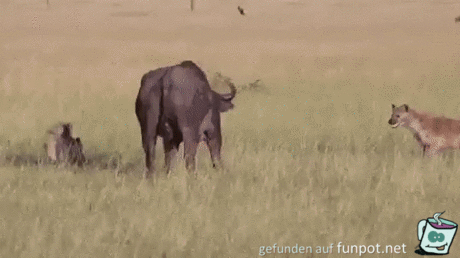ezgif-1953215604 ezgif-1953215604