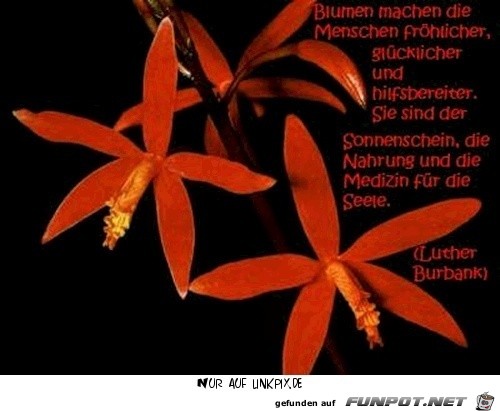 blumen machen die menschen blumen machen die menschen