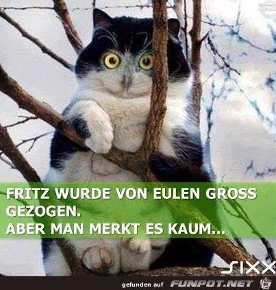 Gross gezogen Gross gezogen