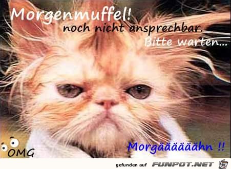 morgenmuffel