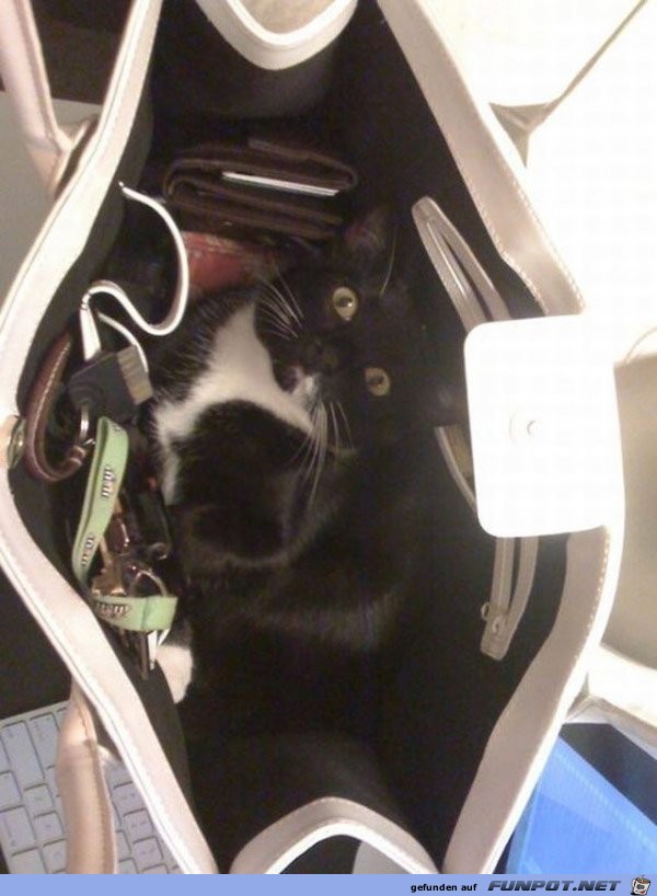 Katzen-Aktion10 Katzen-Aktion10