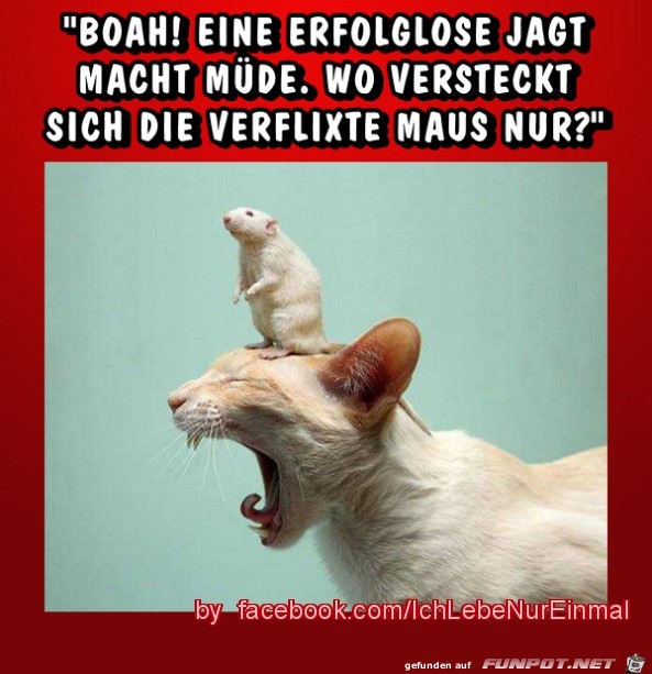 Wo versteckt sich die Wo versteckt sich die