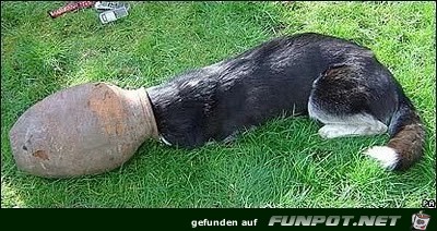 club-tierische missgeschicke 20 club-tierische missgeschicke 20