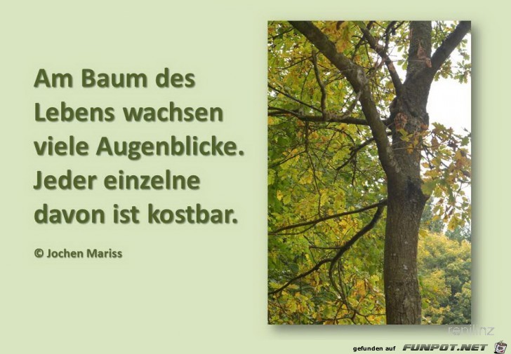 am baum des lebens