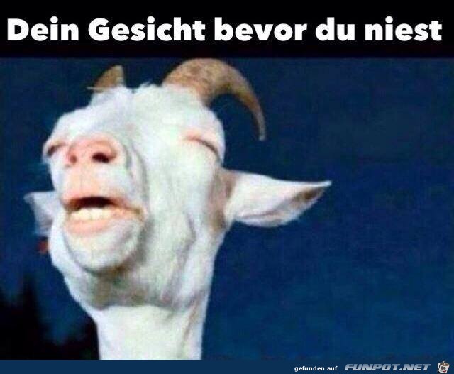 Dein Gesicht Dein Gesicht