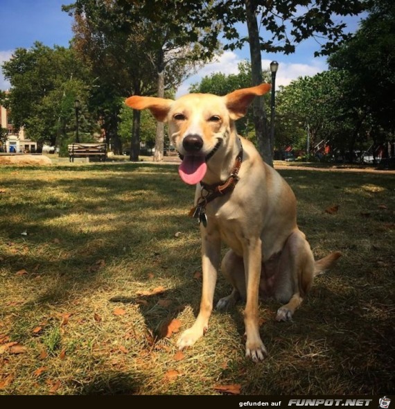 Lachende Hundegesichter!