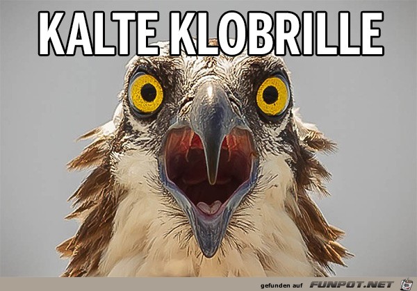 kalte-klobrille