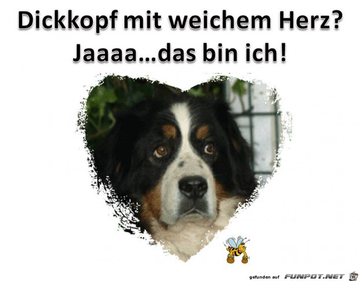 herzige Tierbilder