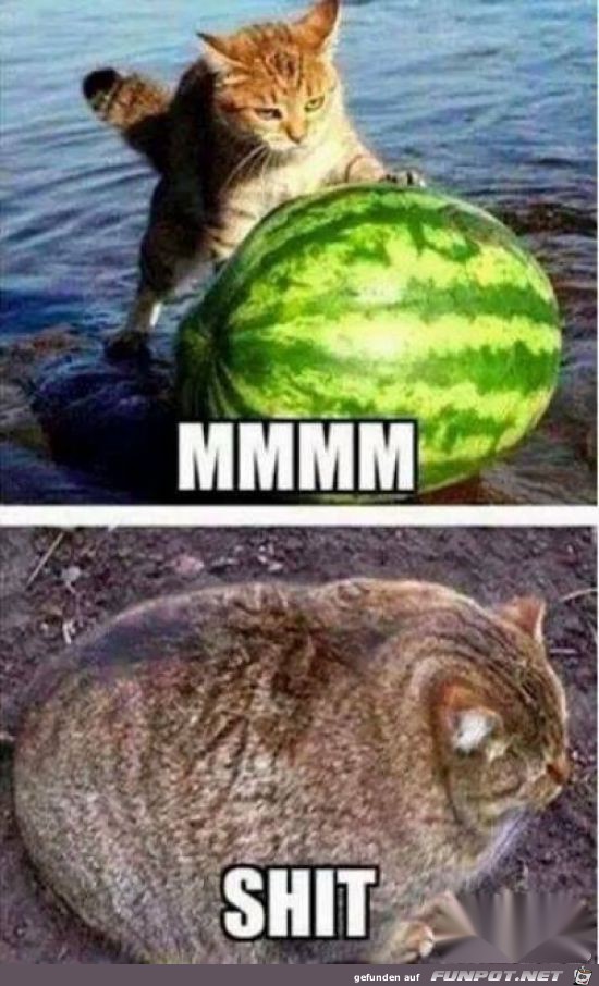 Melone Melone