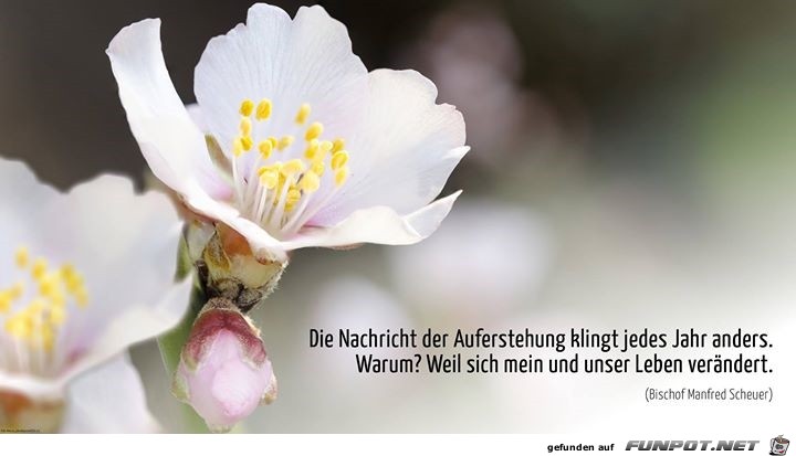 Auferstehung Auferstehung