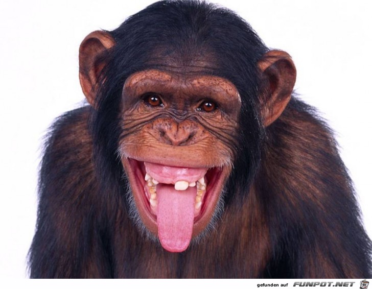 Monkey Monkey