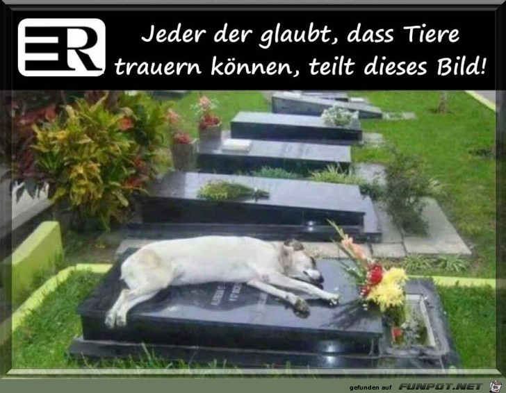 Jeder der glaubt Jeder der glaubt