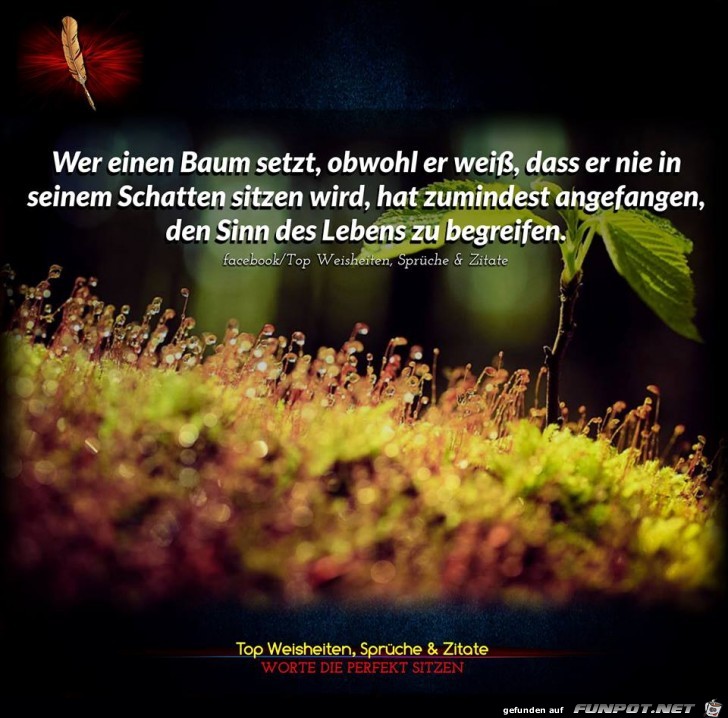 Baum setzen Baum setzen