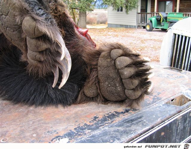 HUGE GRIZZLY BEAR KILLED BY MOTORCYCLE‏