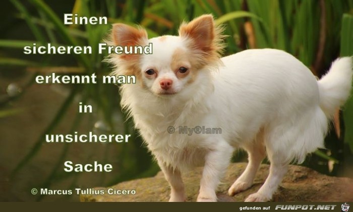 sicherer Freund