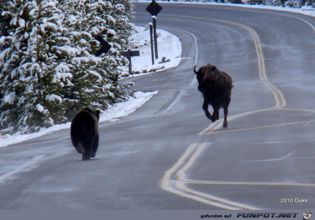 Br vs Bison (16 seltene Fotos) im ...