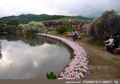 Japanische Blhende Wasserflle