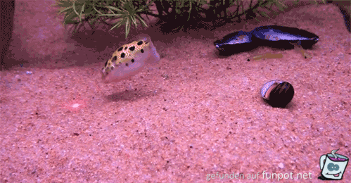 Tanzende Fisch Tanzende Fisch