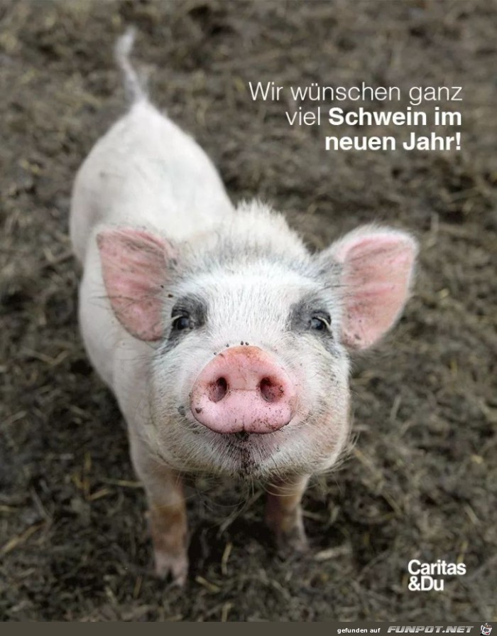 viel schwein