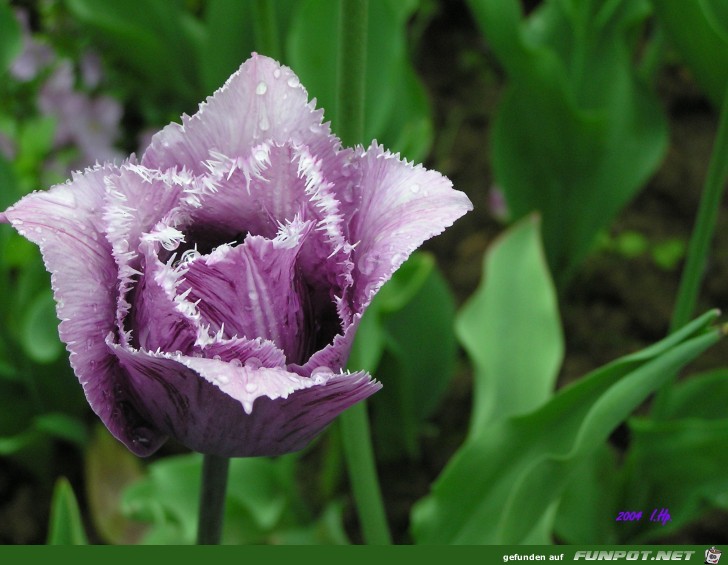 Tulpe Tulpe