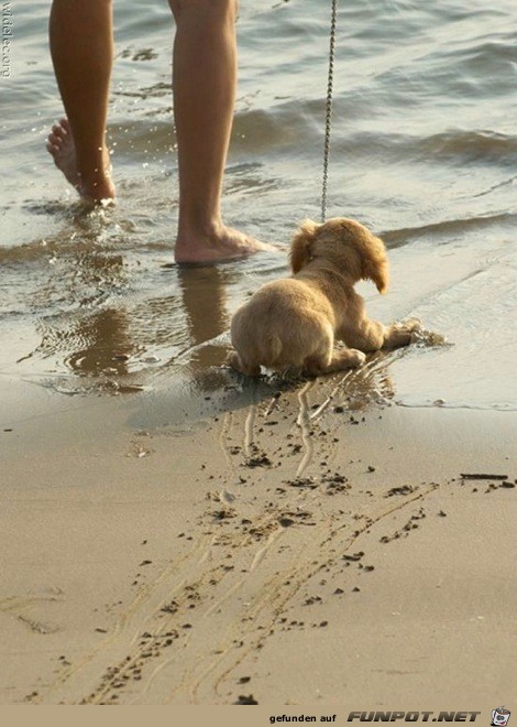 wirklich herzige Hundebabys!