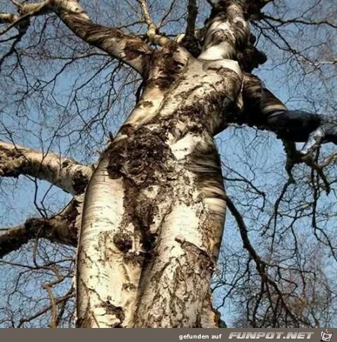 natur natur