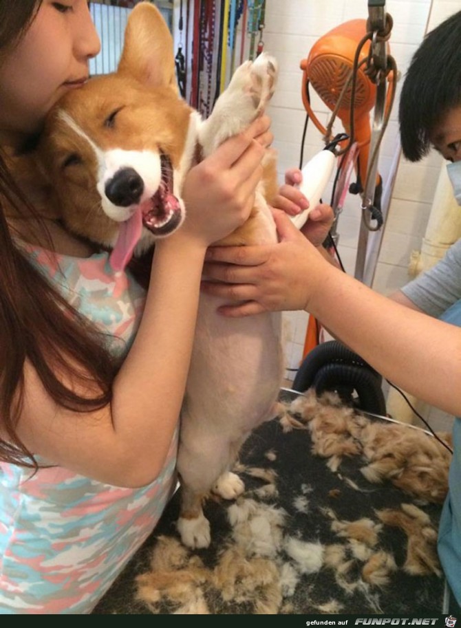 Lachende Hundegesichter 14 Lachende Hundegesichter 14