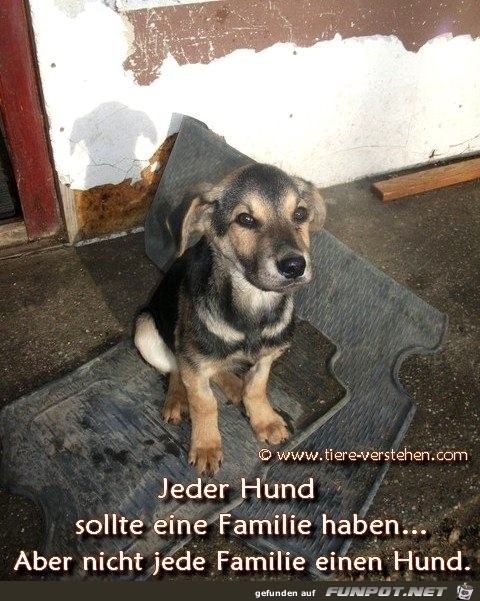 jeder hund