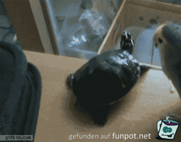 du glaubst nicht was der vogel gleich mit der schildkrte mac du glaubst nicht was der vogel gleich mit der schildkrte mac
