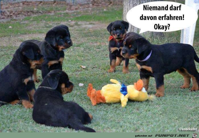 niemand niemand