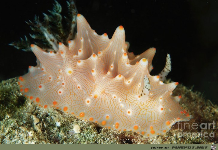 Gigantische Schnecken aus dem Meer!