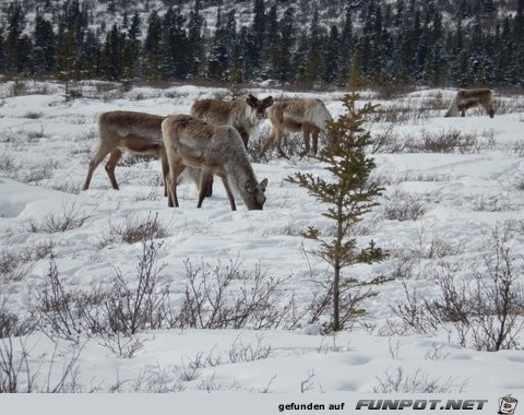 Herd of cariboo and alaska pipeline in April 2013